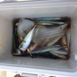 アジングがザバ、サヨリ