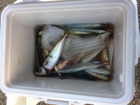 アジングがザバ、サヨリ