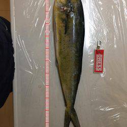 カンパチ狙いで‥