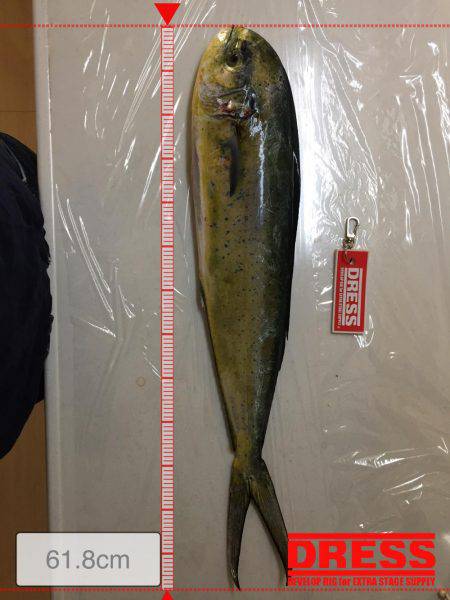 カンパチ狙いで‥