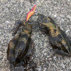 3連チャン釣行！