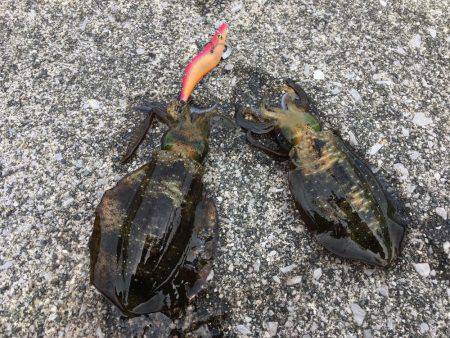 3連チャン釣行！