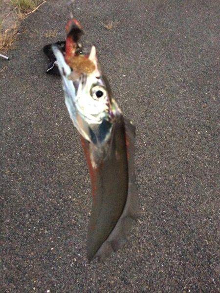 ワインドとフラップで