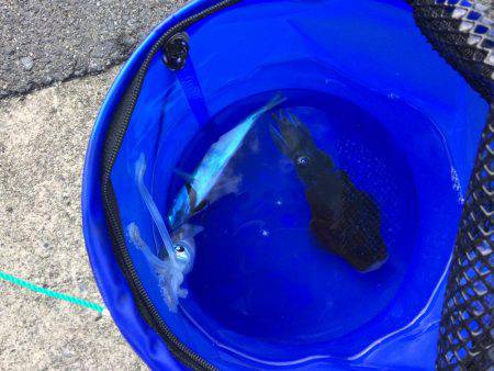 バクチョウパート3