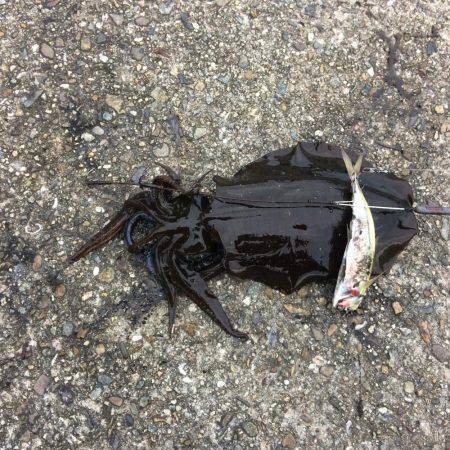 執念のコロッケサイズ