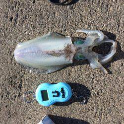 冬の空と風に…