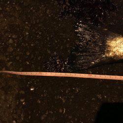 やっとのシーバス65cm