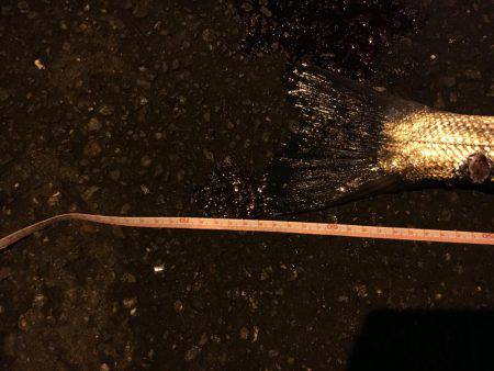 やっとのシーバス65cm