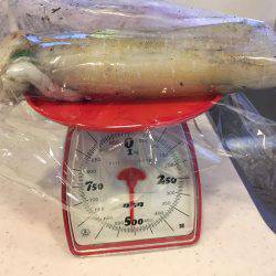 逃したイカはデカイ