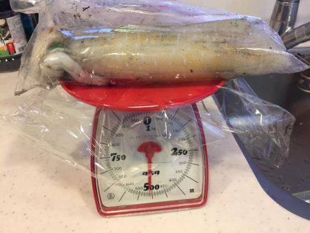 逃したイカはデカイ