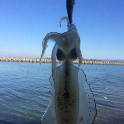 ランガンエギング