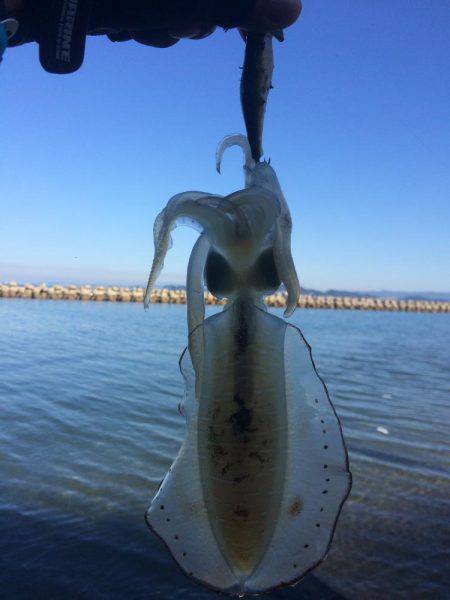 ランガンエギング