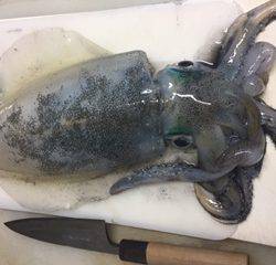 焼津　石津浜アオリイカエギング