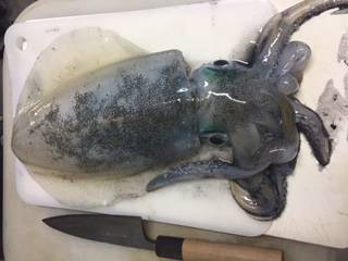 焼津　石津浜アオリイカエギング