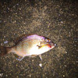 メッキくんが。。