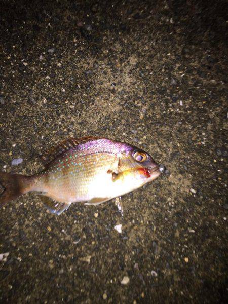 メッキくんが。。