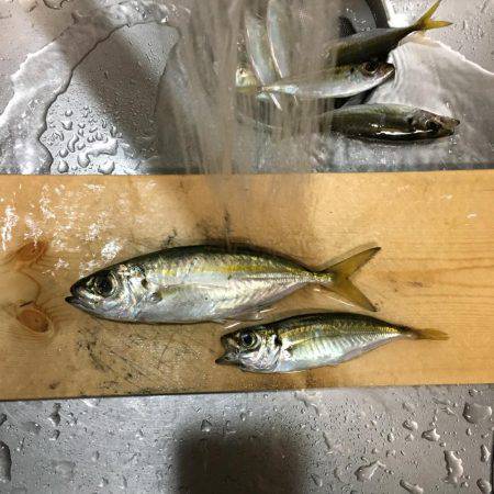 エギング＆アジング