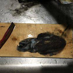 エギング＆アジング