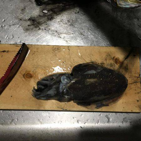 エギング＆アジング