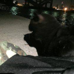 アジ爆釣太刀魚ならない