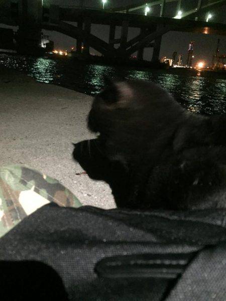 アジ爆釣太刀魚ならない