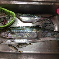 今シーズンのサゴシ30匹目＼( \’ω\’)／