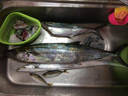 今シーズンのサゴシ30匹目＼( \’ω\’)／