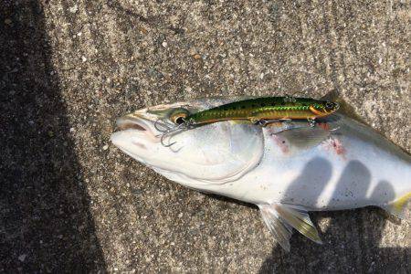 翼港〜松帆〜岩屋
