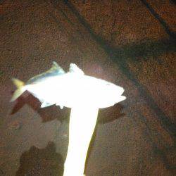 タチウオ&アジング