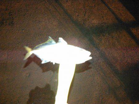 タチウオ&アジング