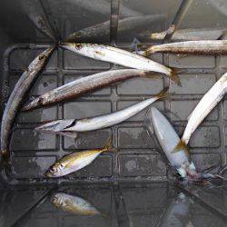 アオリイカ釣れました