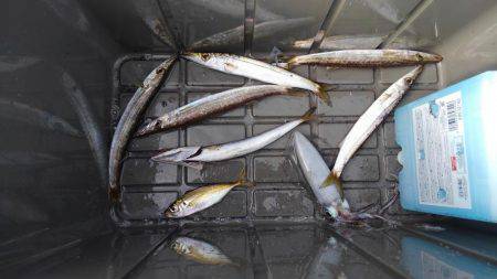 アオリイカ釣れました