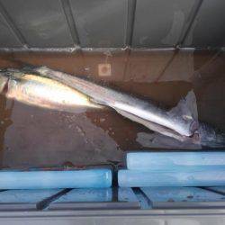 サバ釣れました