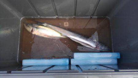 サバ釣れました