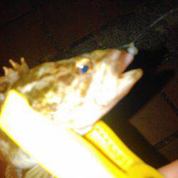 タチウオ&アジング