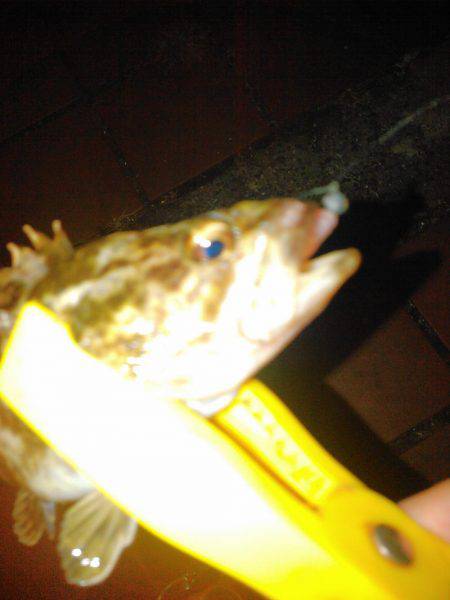 タチウオ&アジング