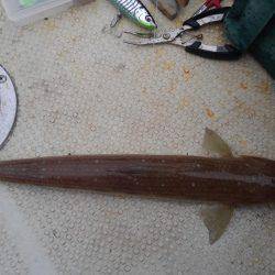 久々のヒラマサ