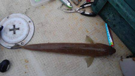 久々のヒラマサ