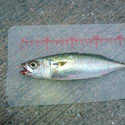 かもめ大橋とその付近にて