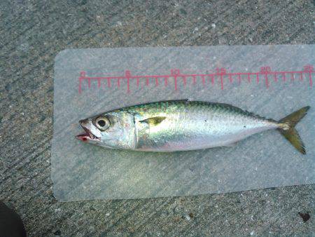 かもめ大橋とその付近にて