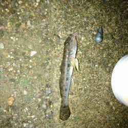 アジとマハゼと