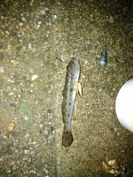 アジとマハゼと