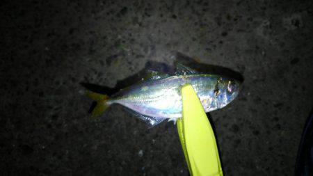 アジングdeタチウオ