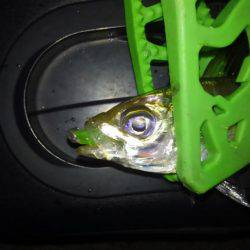 夕食アジンガー