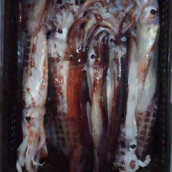 タルイカ狙うも…