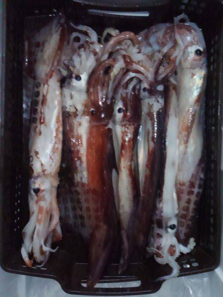 タルイカ狙うも…