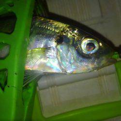 レギュラーサイズですが