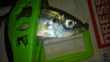 レギュラーサイズですが