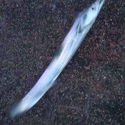 タチウオ二桁達成！