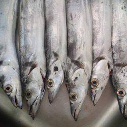 タチウオ好調ですが